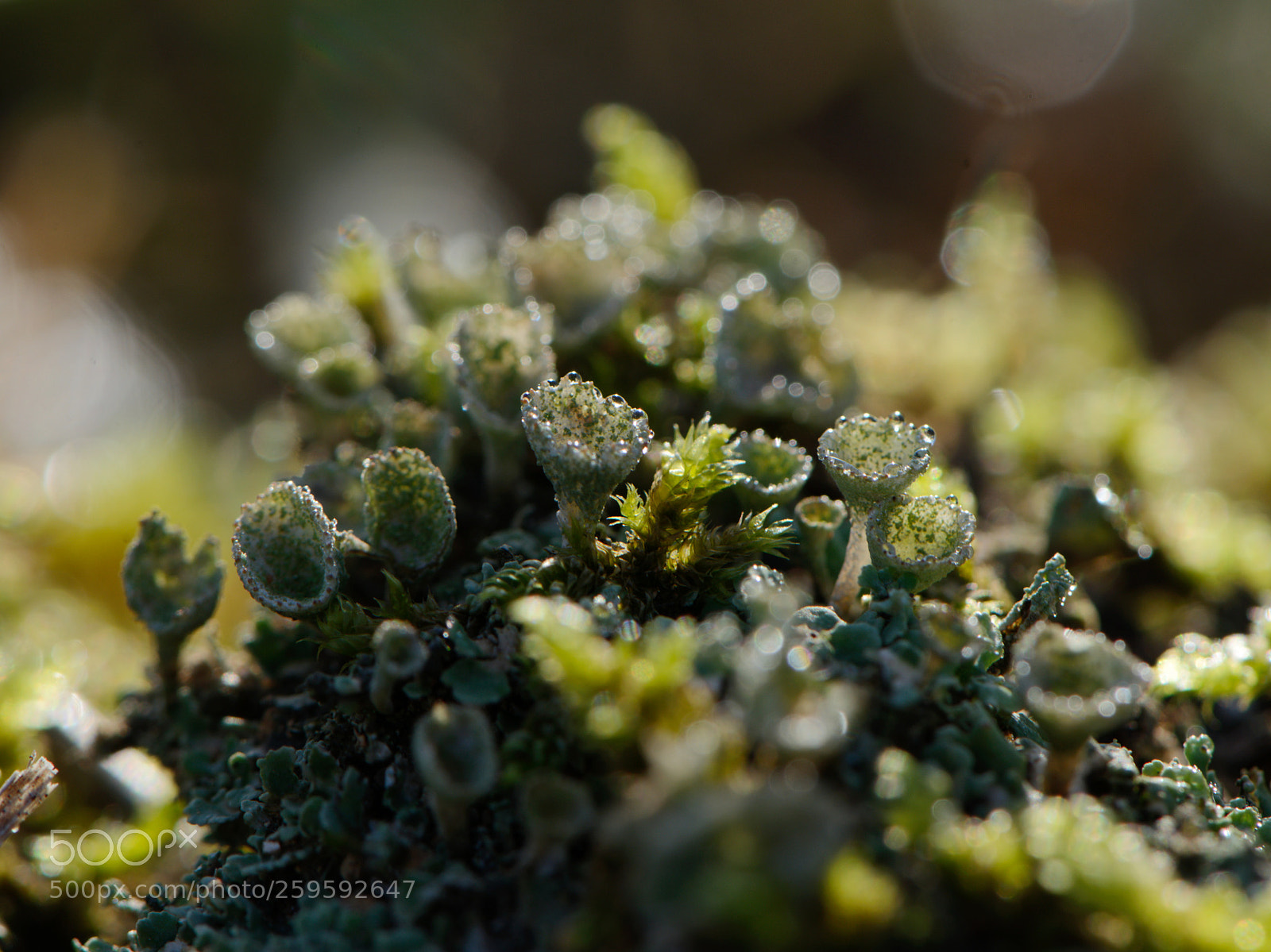Nikon D610 sample photo. Untitled photography