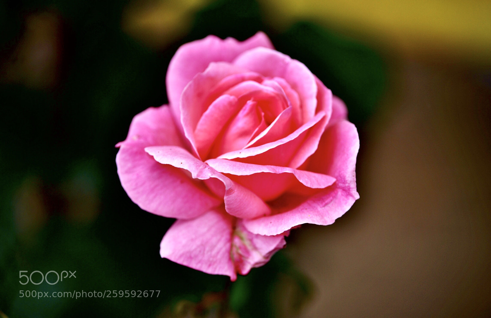 Nikon D610 sample photo. Pink rose photography