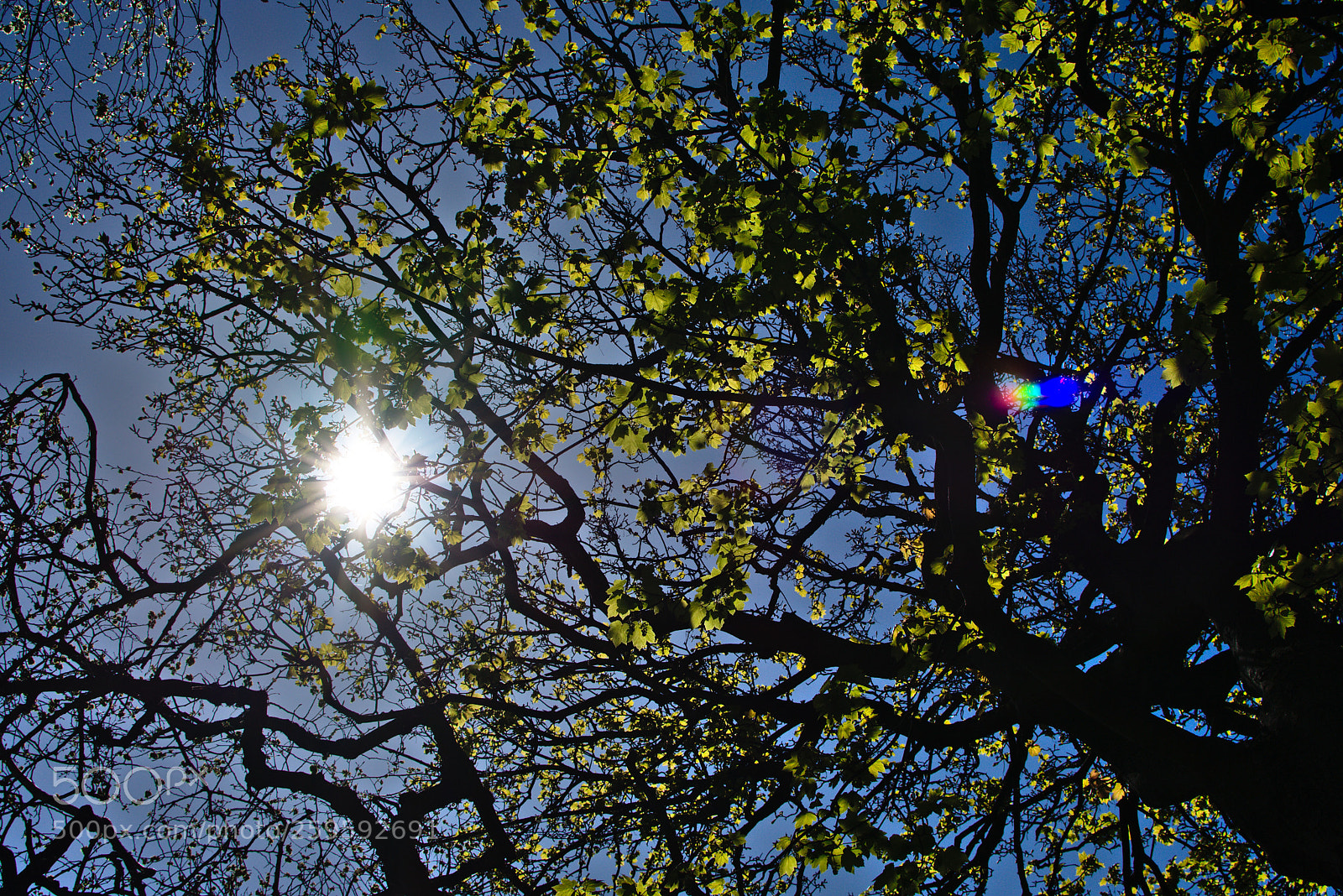 Nikon D3400 sample photo. Green leaves, blue sky photography