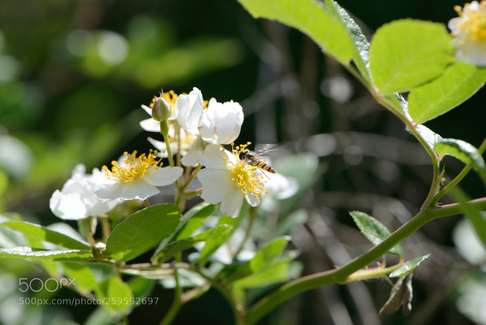 Nikon D610 sample photo. Untitled photography