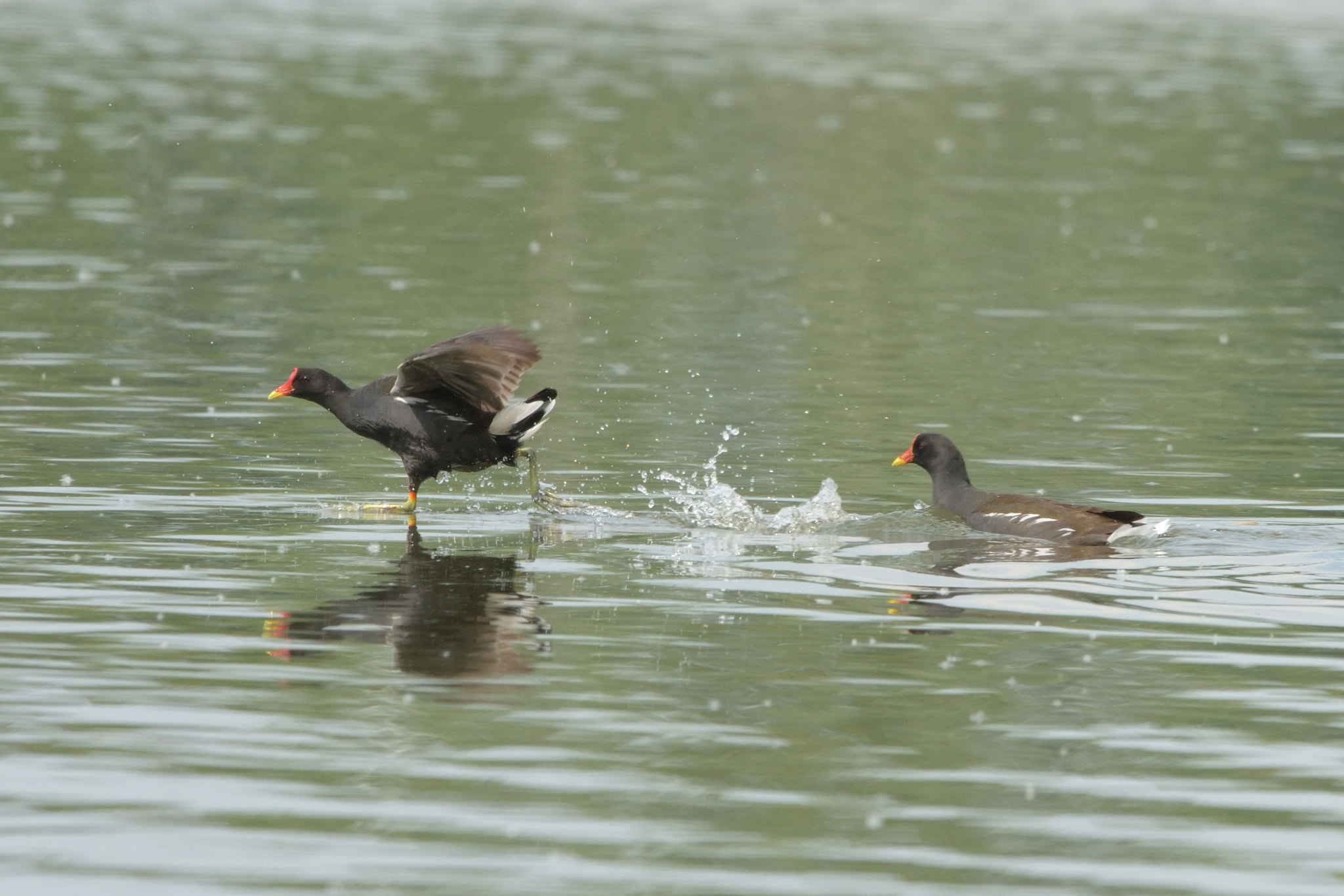 Nikon D750 + Sigma 150-600mm F5-6.3 DG OS HSM | C sample photo. Common moorhen (gallinula chloropus) photography