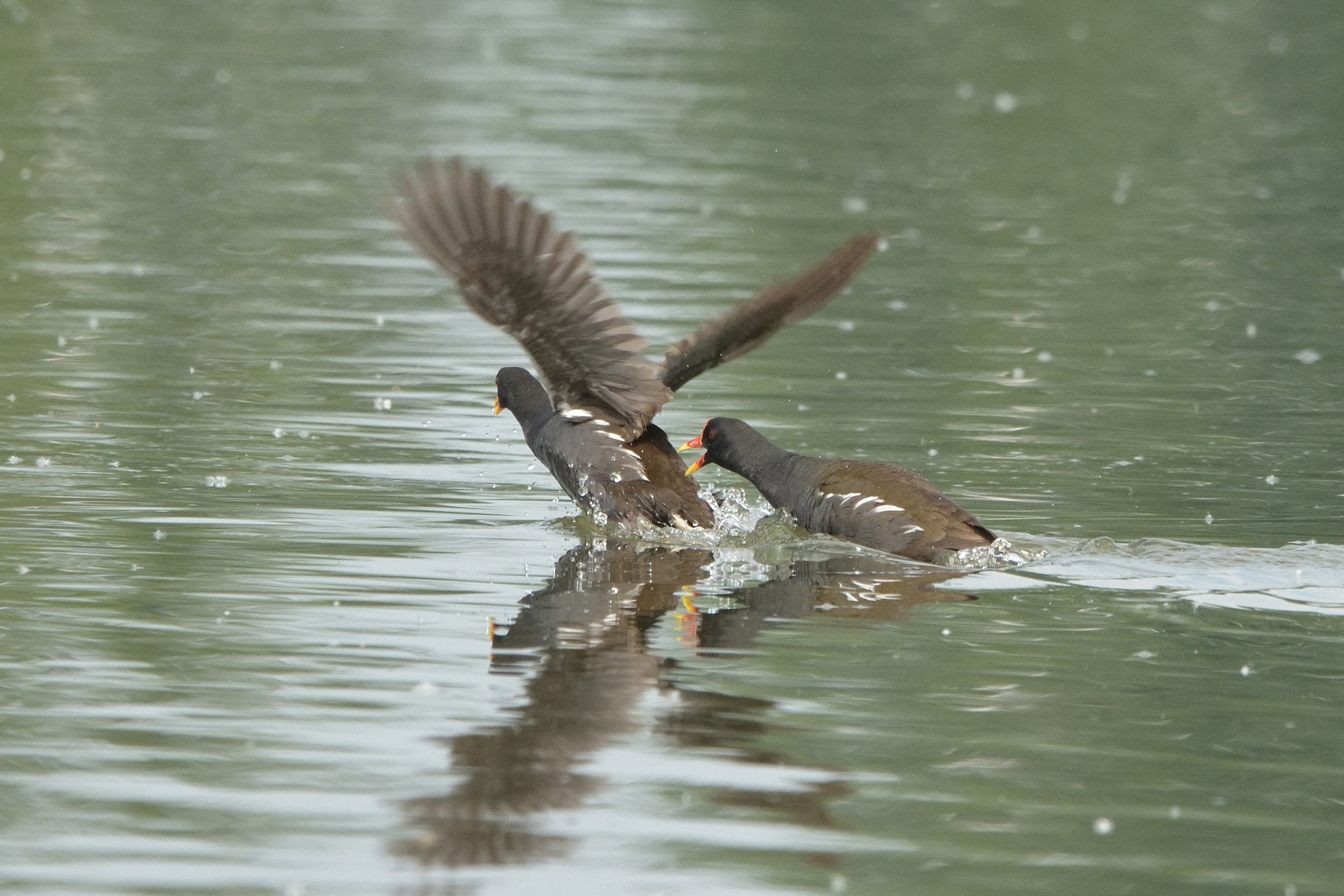 Sigma 150-600mm F5-6.3 DG OS HSM | C sample photo. Common moorhen (gallinula chloropus) photography