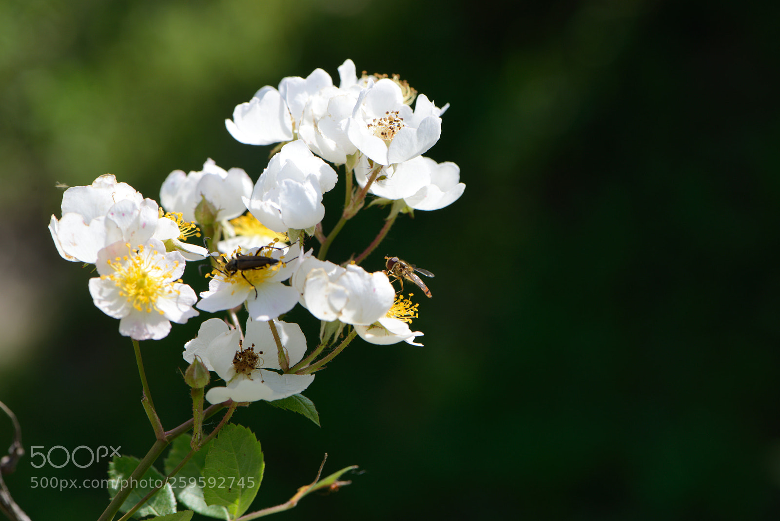 Nikon D610 sample photo. Untitled photography
