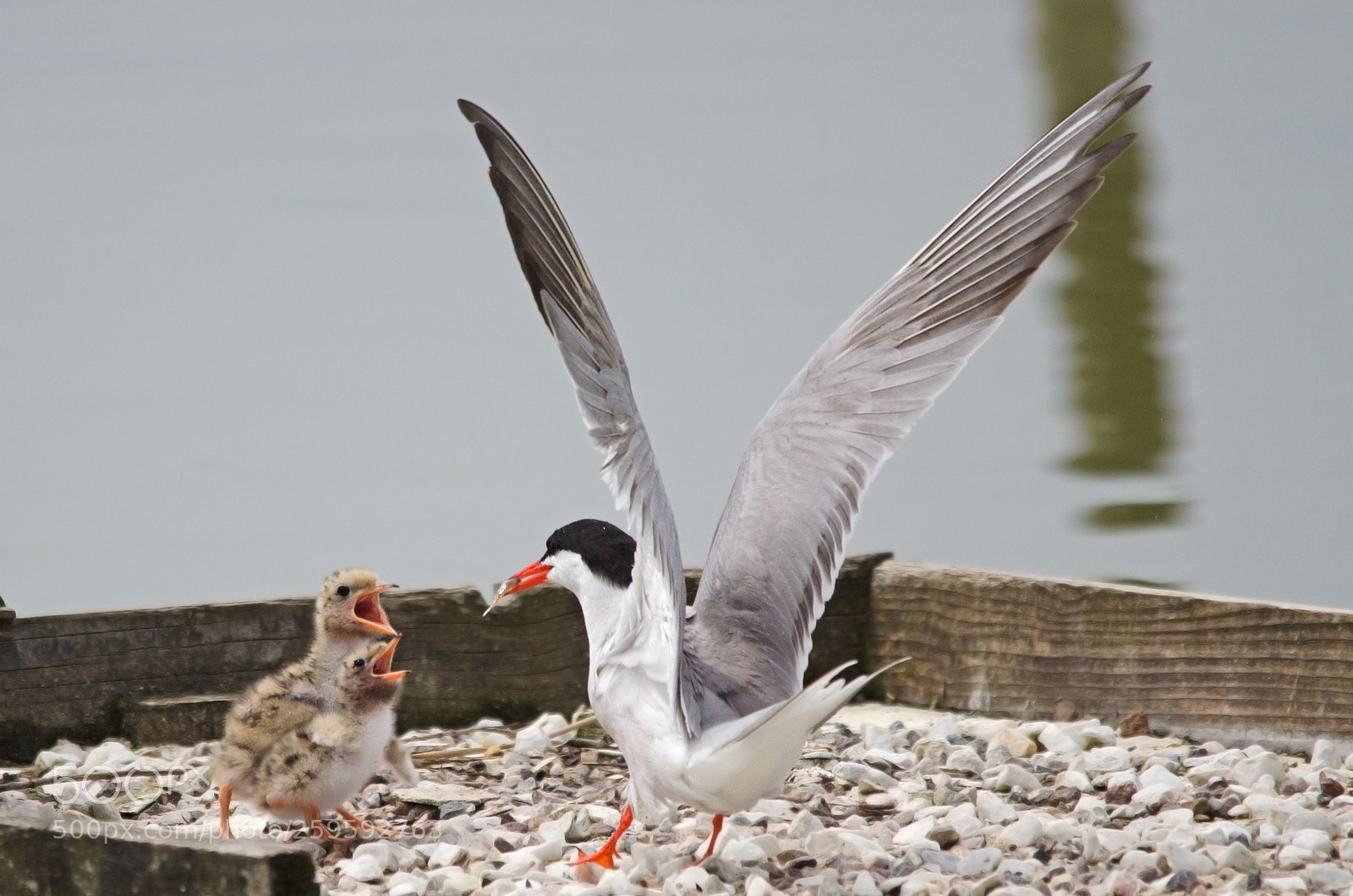 Nikon D7000 sample photo. Fish for lunch photography