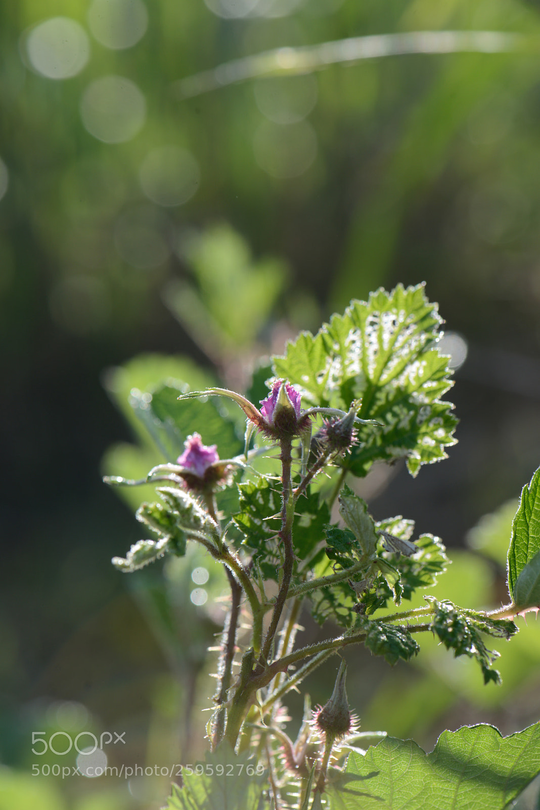Nikon D610 sample photo. Untitled photography