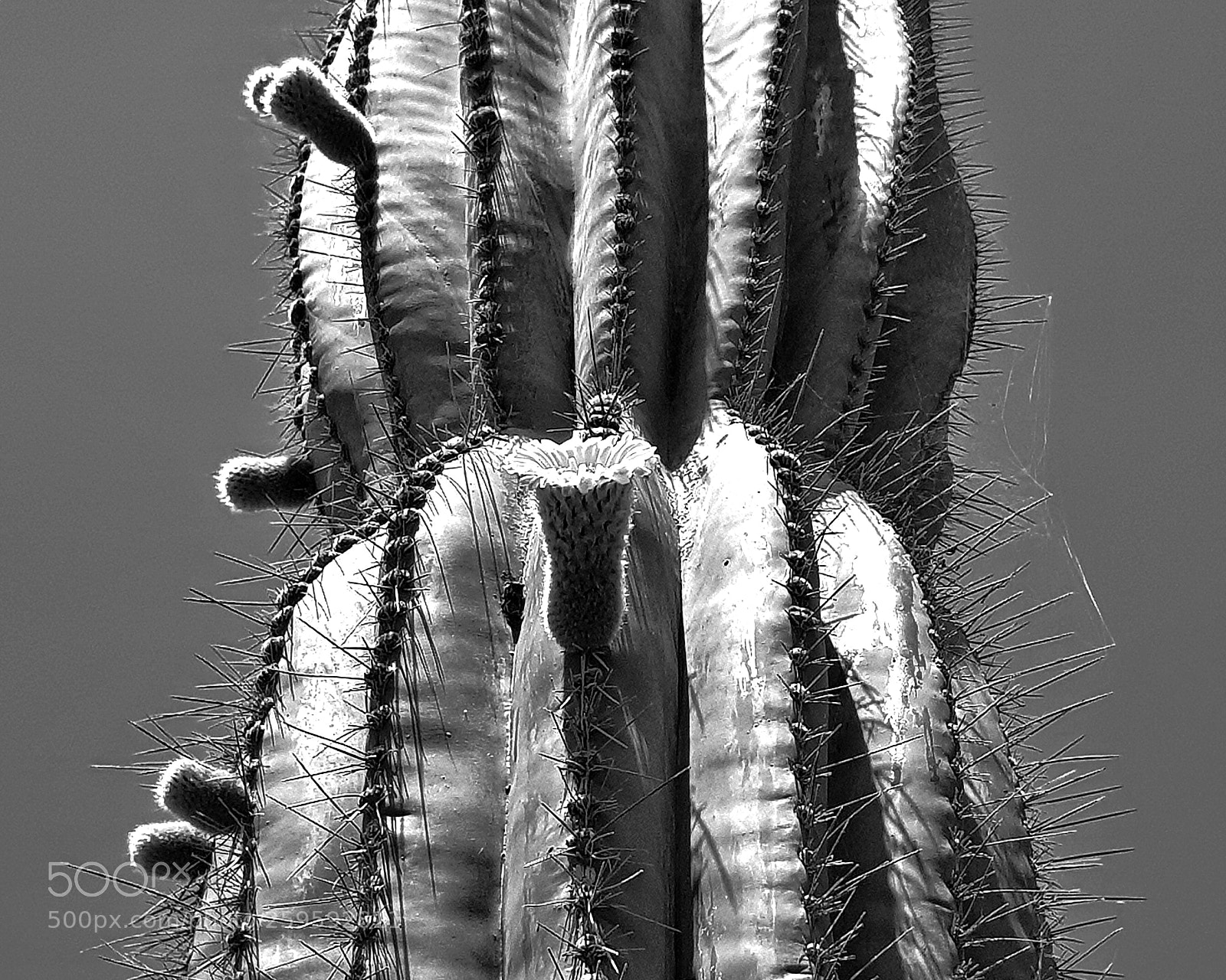 Samsung Galaxy S8+ sample photo. Cactus 2 photography