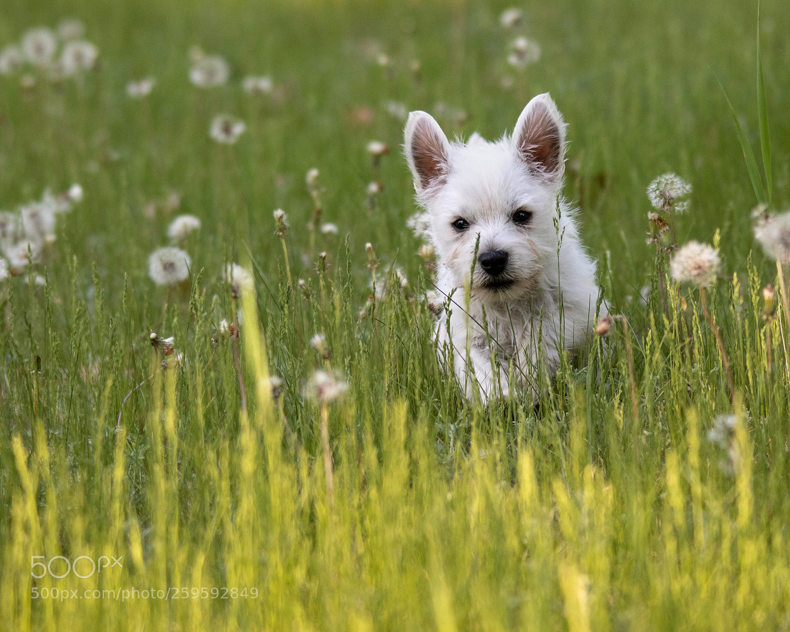 Canon EOS 7D Mark II sample photo. Jack photography