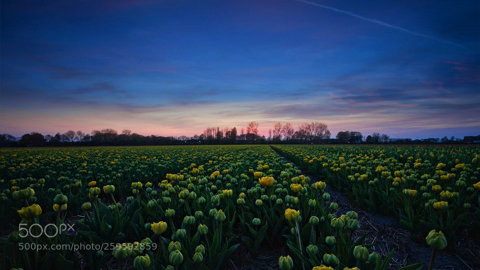 Sony a7 II sample photo. Yellow-green field photography