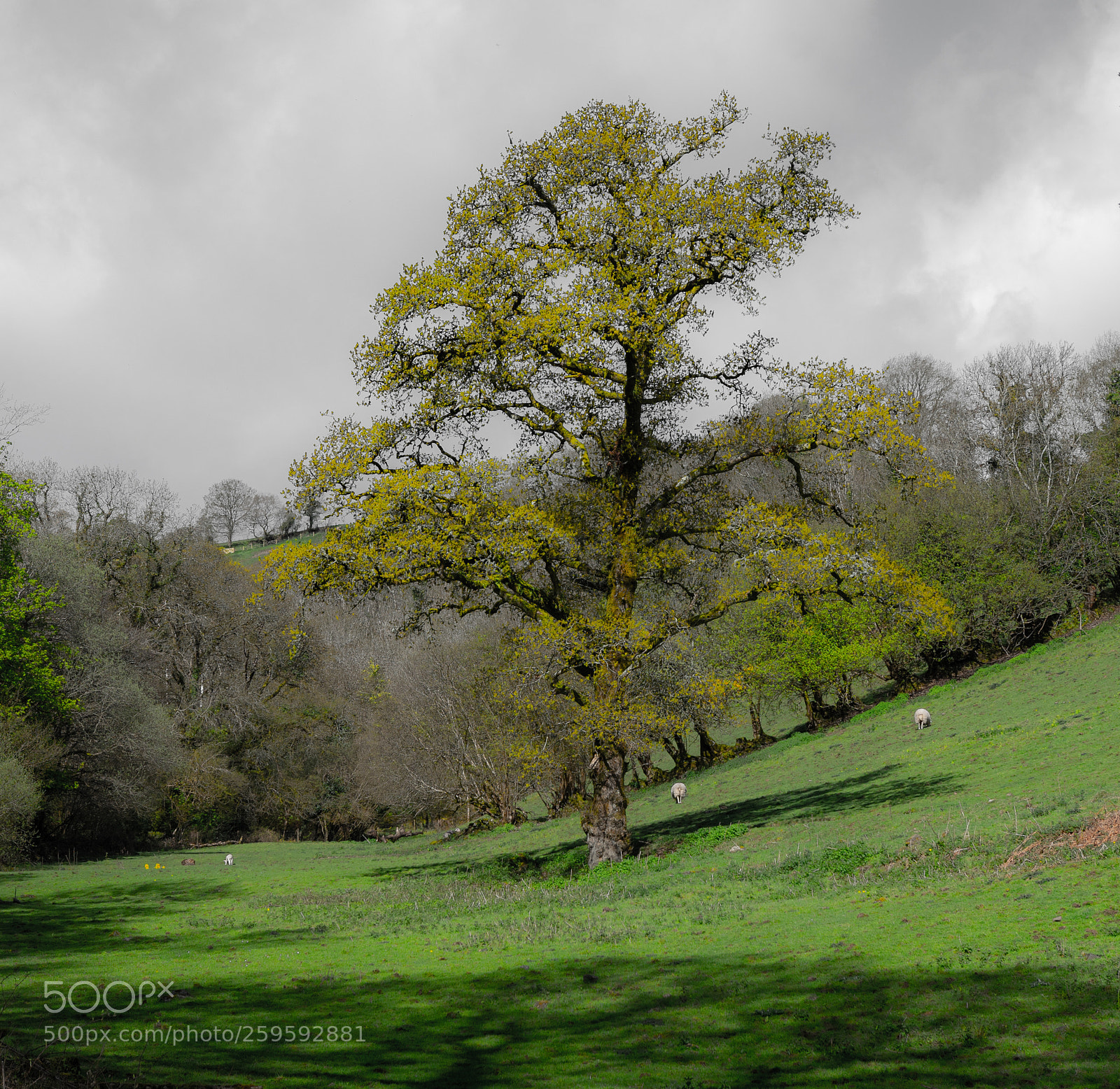 Nikon D500 sample photo. Lonely tree photography