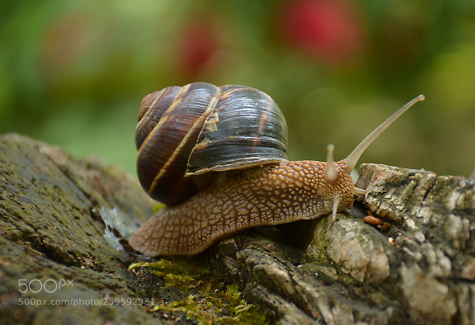 Nikon D5200 sample photo. Snail in nature photography