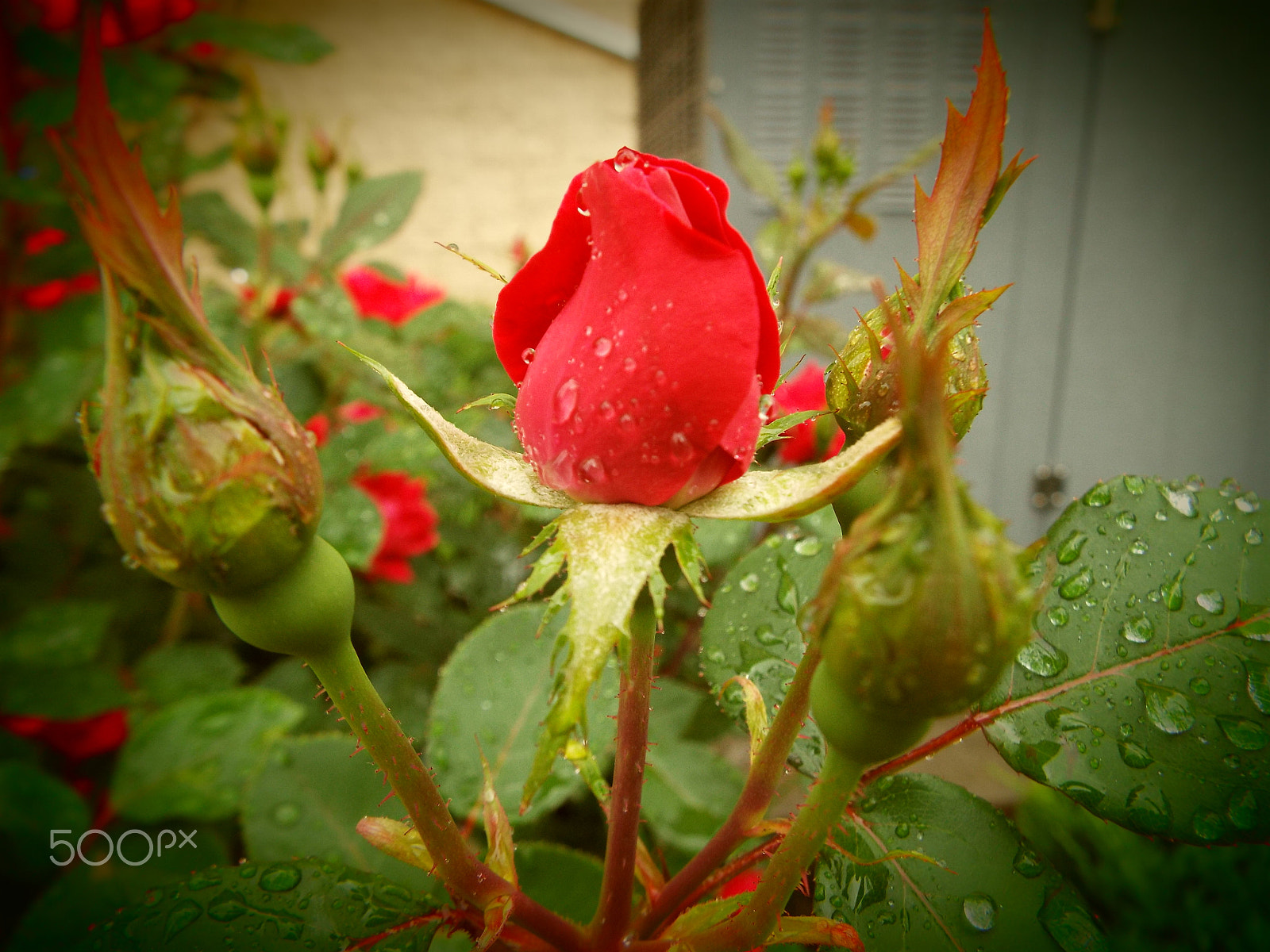 Fujifilm FinePix S9900W S9950W sample photo. Just another rose photography