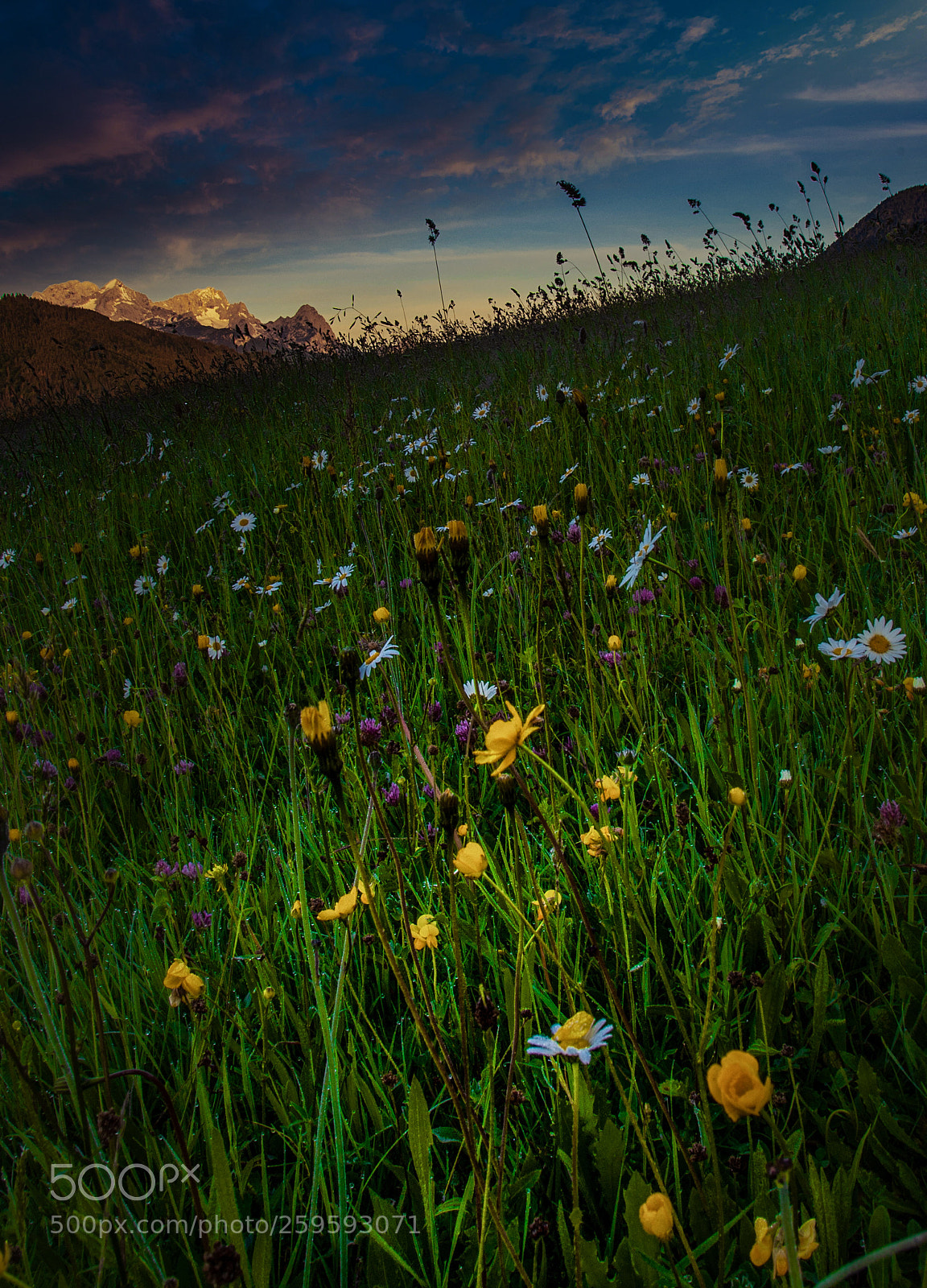 Canon EOS 6D Mark II sample photo. Bergwiese im sonnenaufgang photography