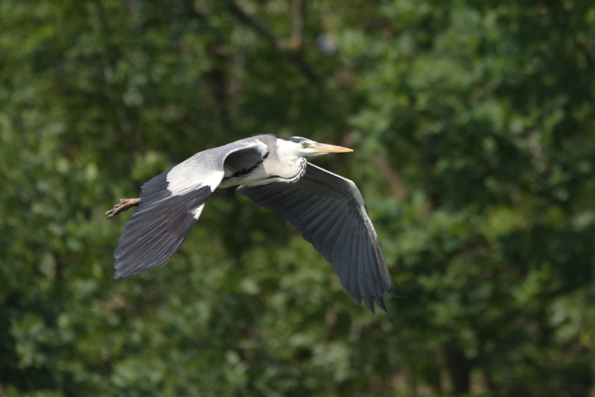 Sigma 150-600mm F5-6.3 DG OS HSM | C sample photo. Grey heron (ardea cinerea) photography