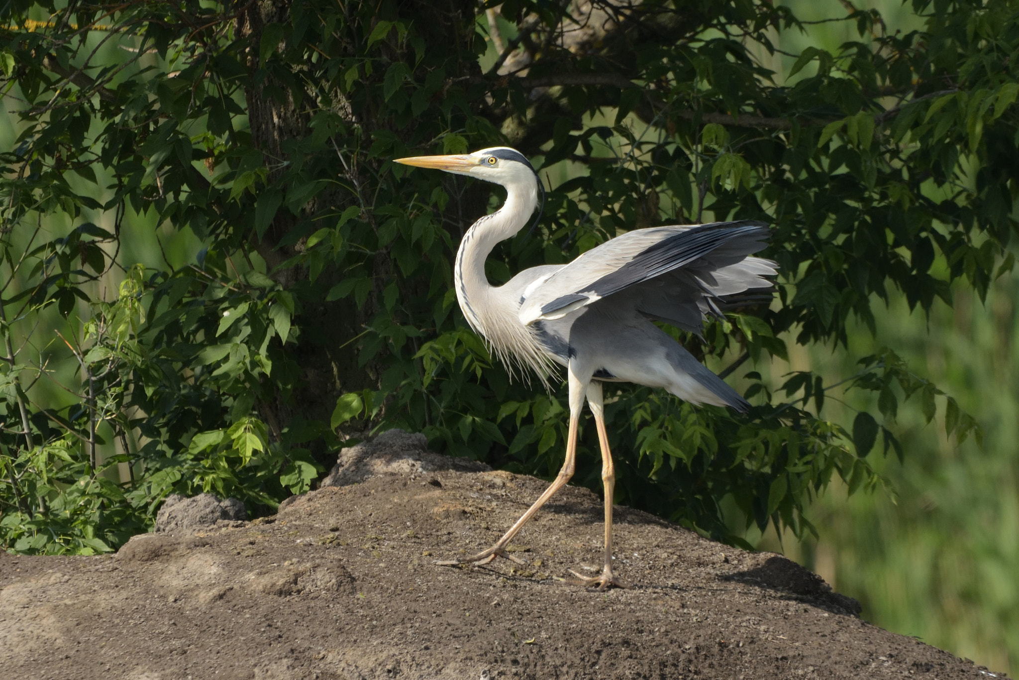 Sigma 150-600mm F5-6.3 DG OS HSM | C sample photo. Grey heron (ardea cinerea) photography