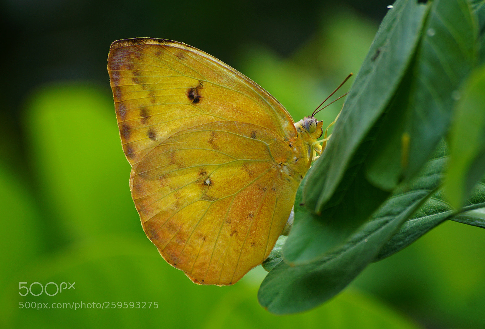 Sony a6000 sample photo. Cloudless sulphur photography
