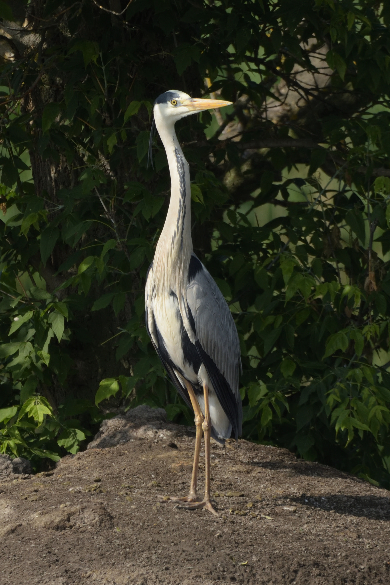 Nikon D750 + Sigma 150-600mm F5-6.3 DG OS HSM | C sample photo. Grey heron (ardea cinerea) photography