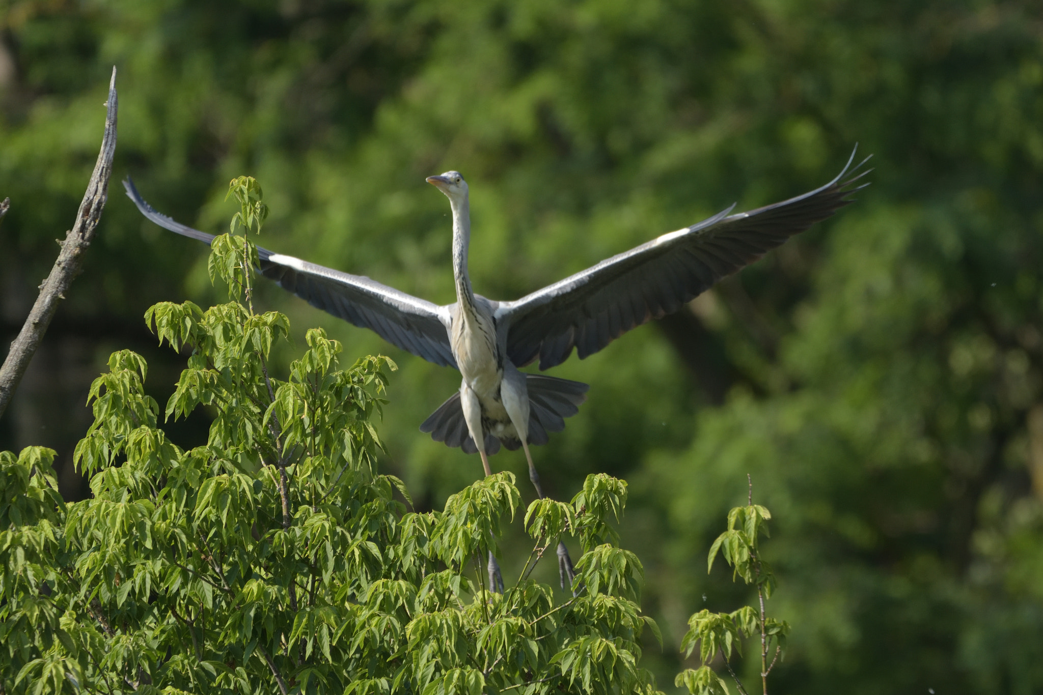 Sigma 150-600mm F5-6.3 DG OS HSM | C sample photo. Grey heron (ardea cinerea) photography