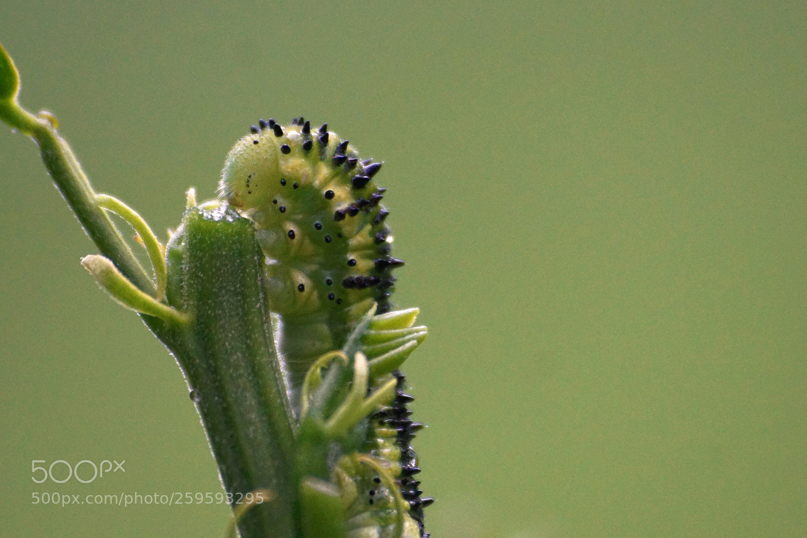 Sony a6000 sample photo. Cloudless sulphur caterpillar photography