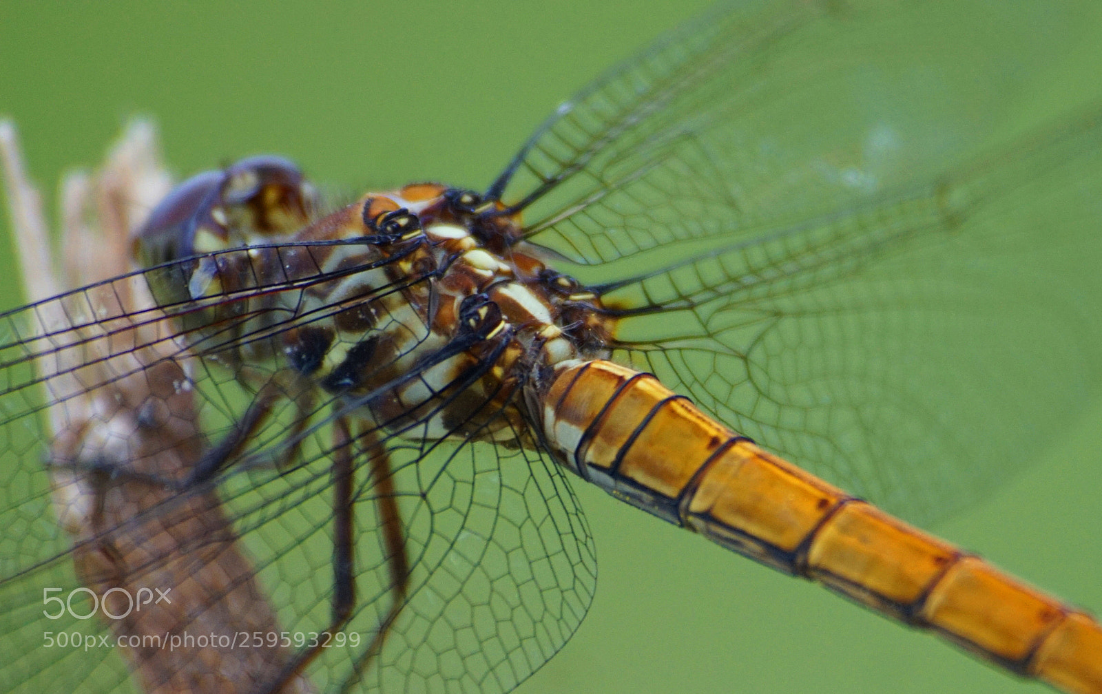 Sony a6000 sample photo. Yellow meadowhawk photography