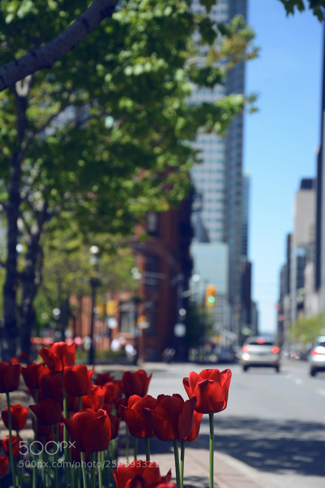 Nikon D7100 sample photo. Toronto photography
