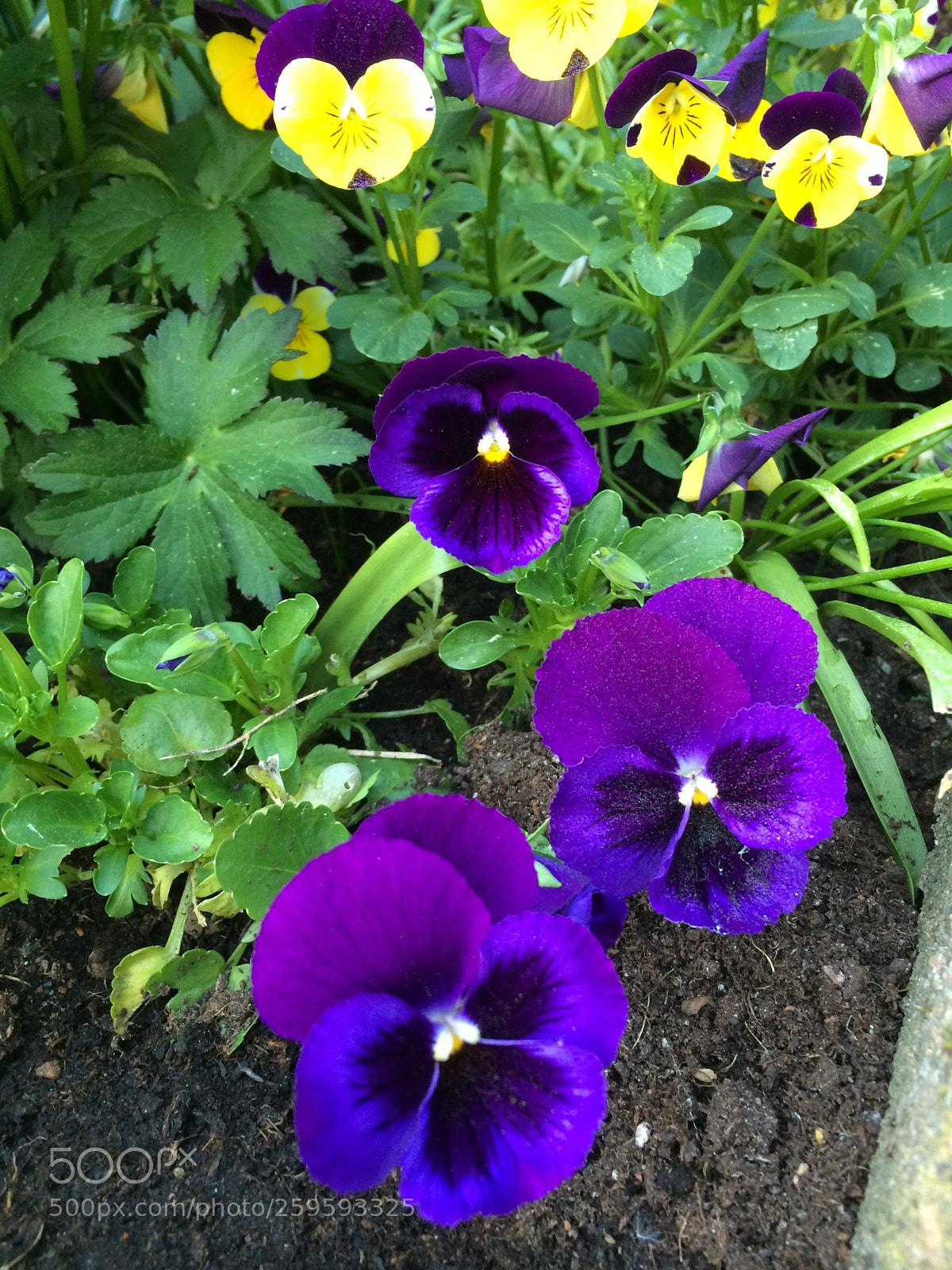 Apple iPhone 5s sample photo. Garden jewels photography