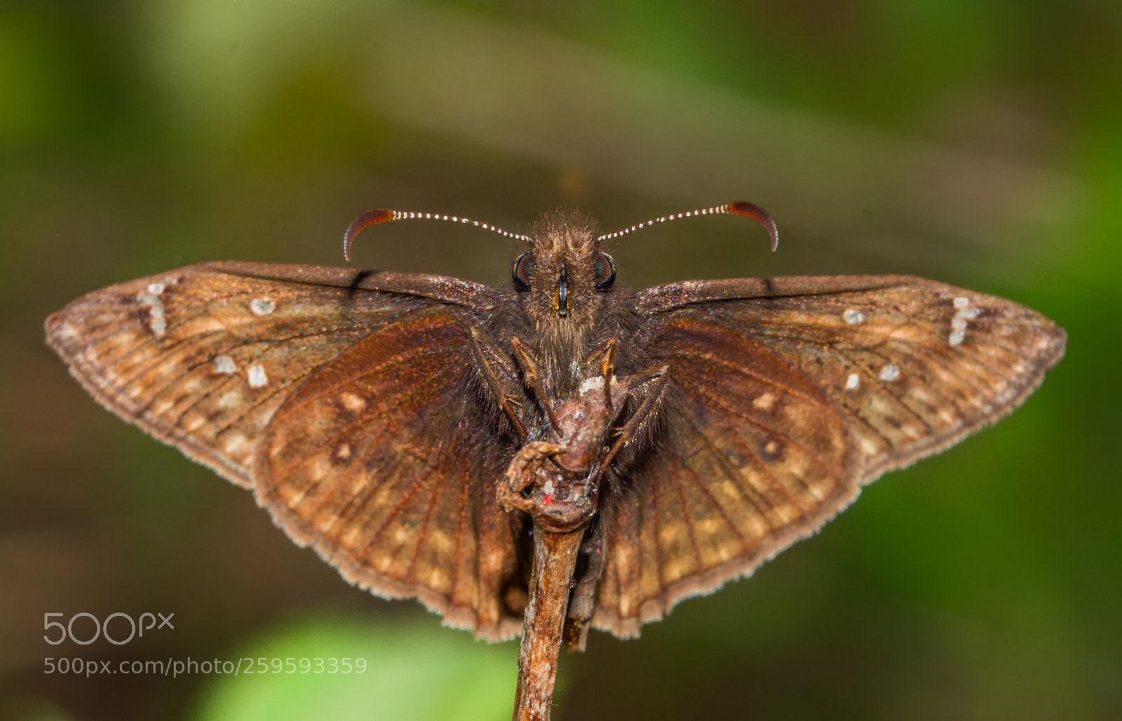 Nikon D7200 sample photo. Duskywing stare photography