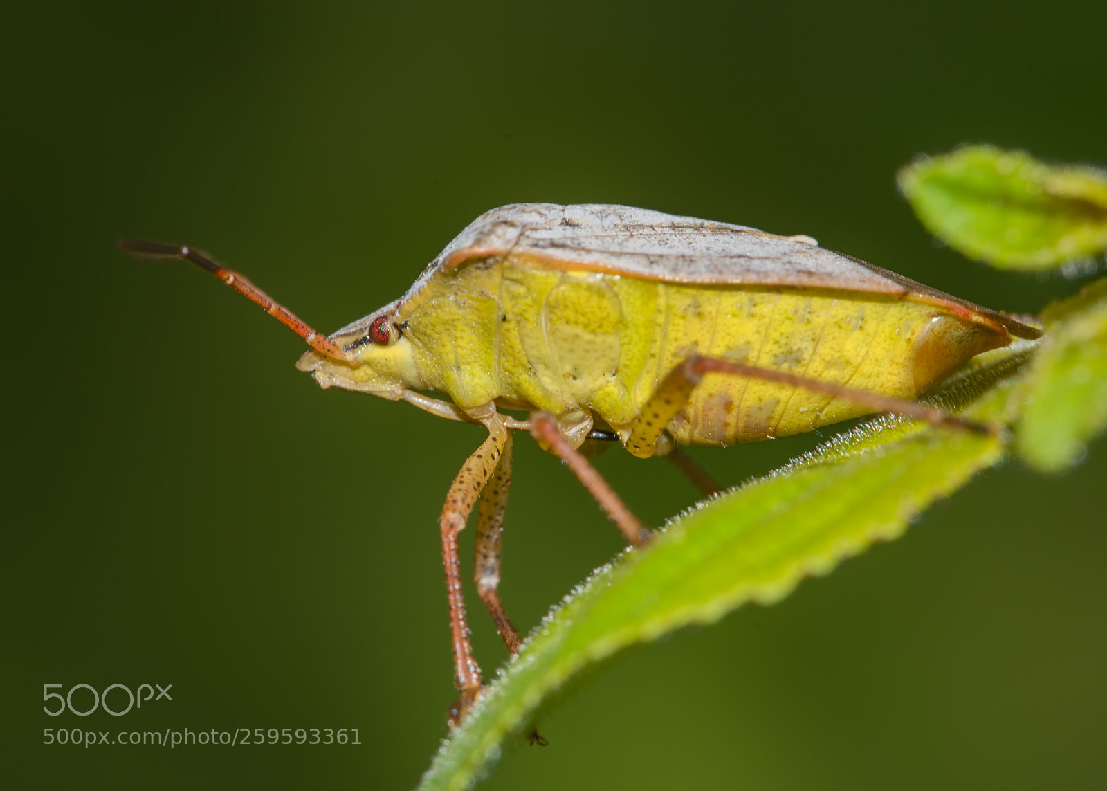 Nikon D7200 sample photo. Stink bug profile photography