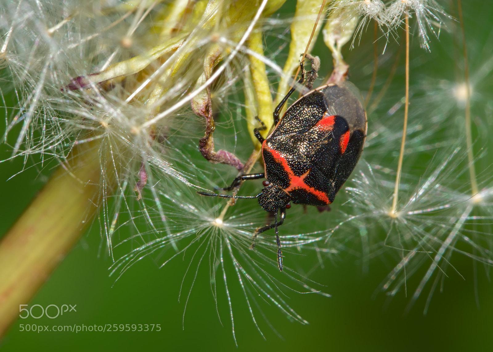Nikon D7200 sample photo. Bug on dandelion photography