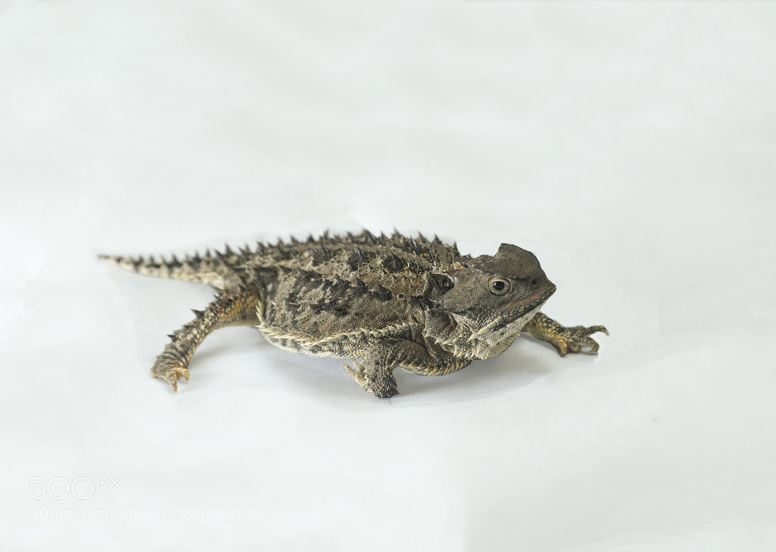 Nikon D3200 sample photo. Ilike your hornes. photography