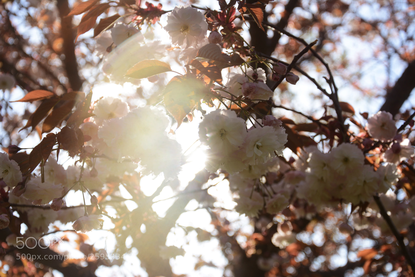 Nikon D7100 sample photo. Toronto photography