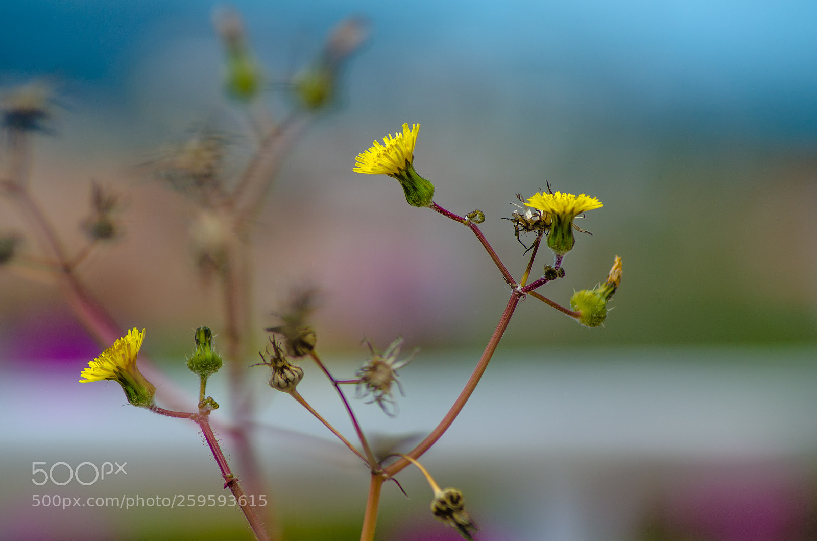 Nikon D7000 sample photo. Nature photography