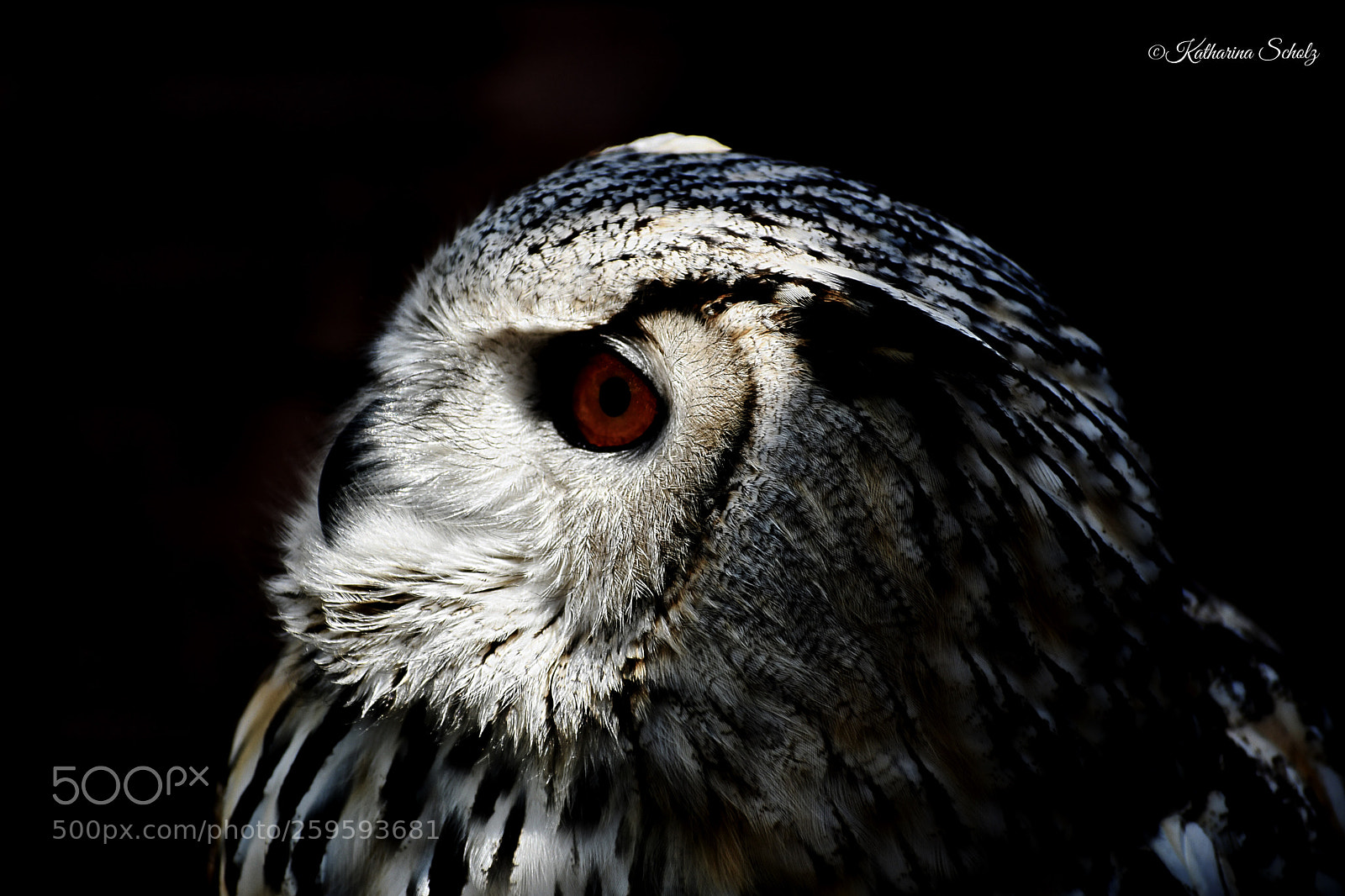 Nikon D7500 sample photo. Sibirian eagle owl photography