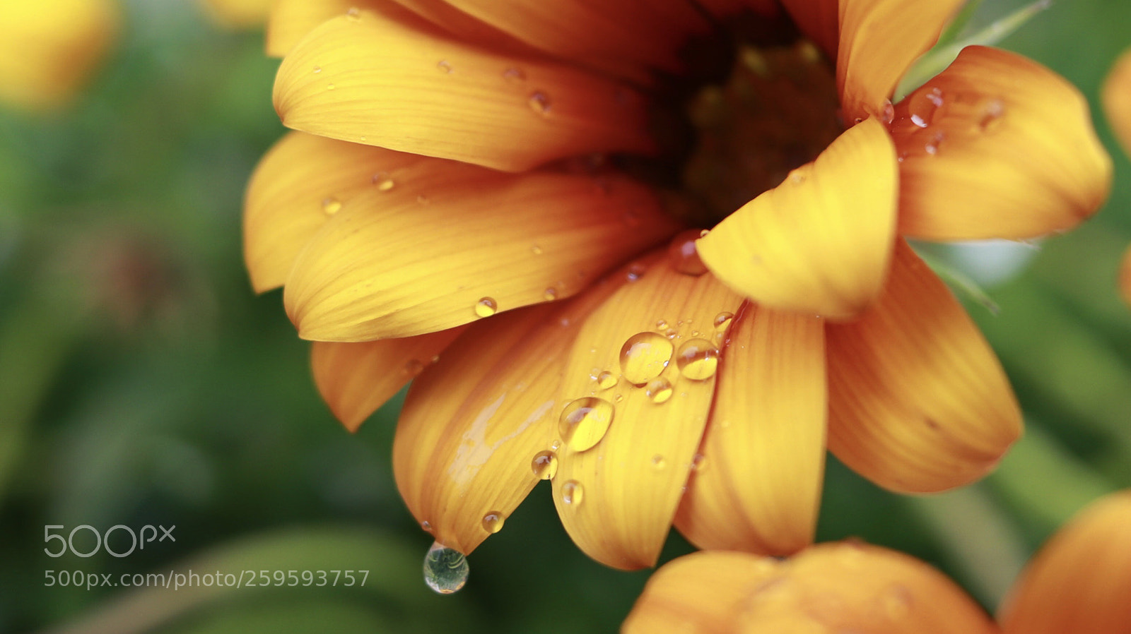 Canon EOS 200D (EOS Rebel SL2 / EOS Kiss X9) sample photo. Raindrops photography