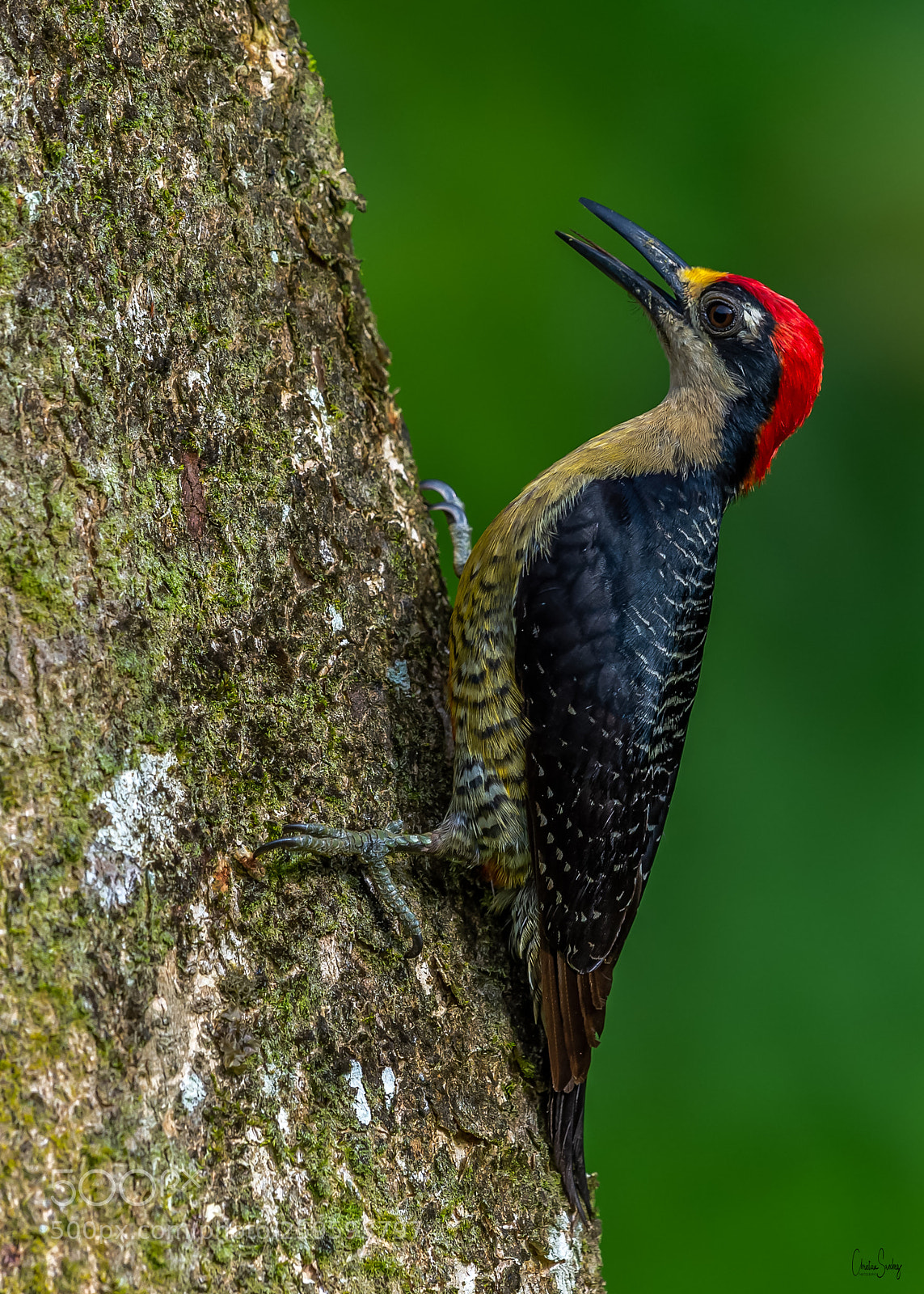 Nikon D4 sample photo. Black-cheeked woodpecker photography