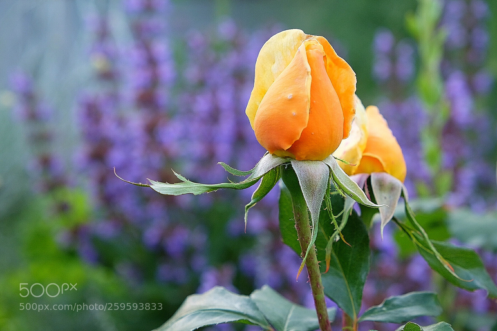 Fujifilm X-T1 sample photo. Untitled photography