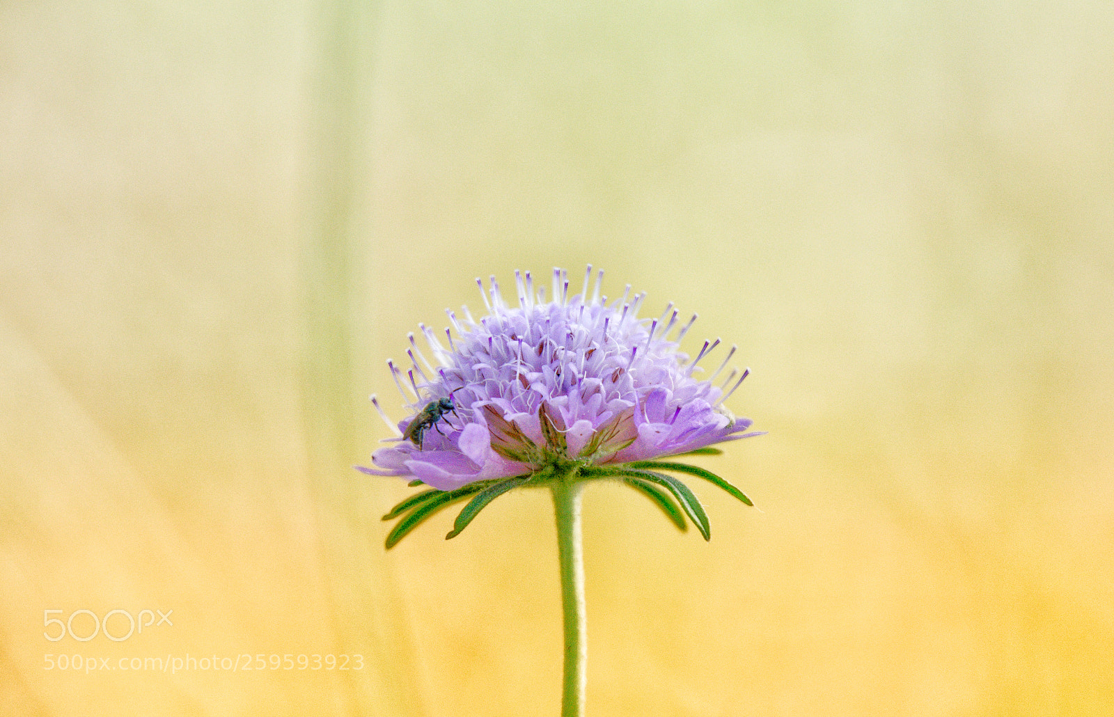Nikon D5100 sample photo. Tele macro flower photography