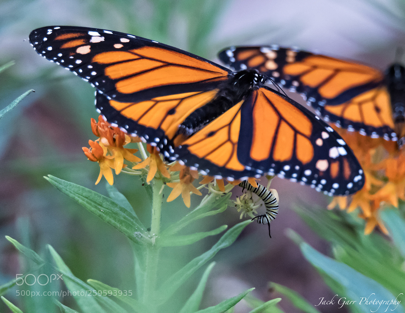 Canon EOS-1D X Mark II sample photo. The life a monarch photography