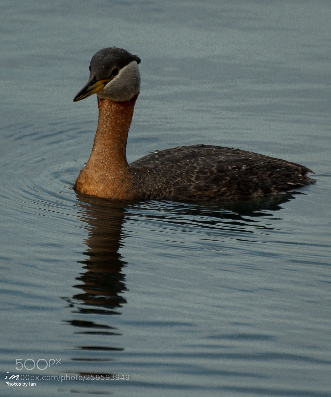 Nikon D610 sample photo. Red-necked grebe 2 photography