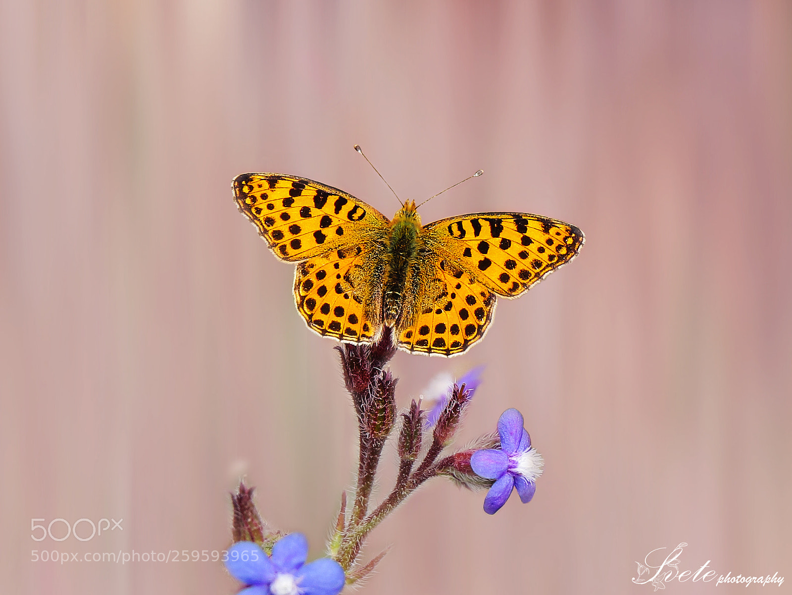 Canon EOS 700D (EOS Rebel T5i / EOS Kiss X7i) sample photo. Queen of spain fritillary photography