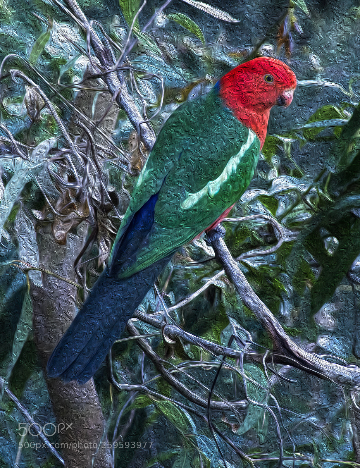 Canon EOS 60D sample photo. King parrot photography