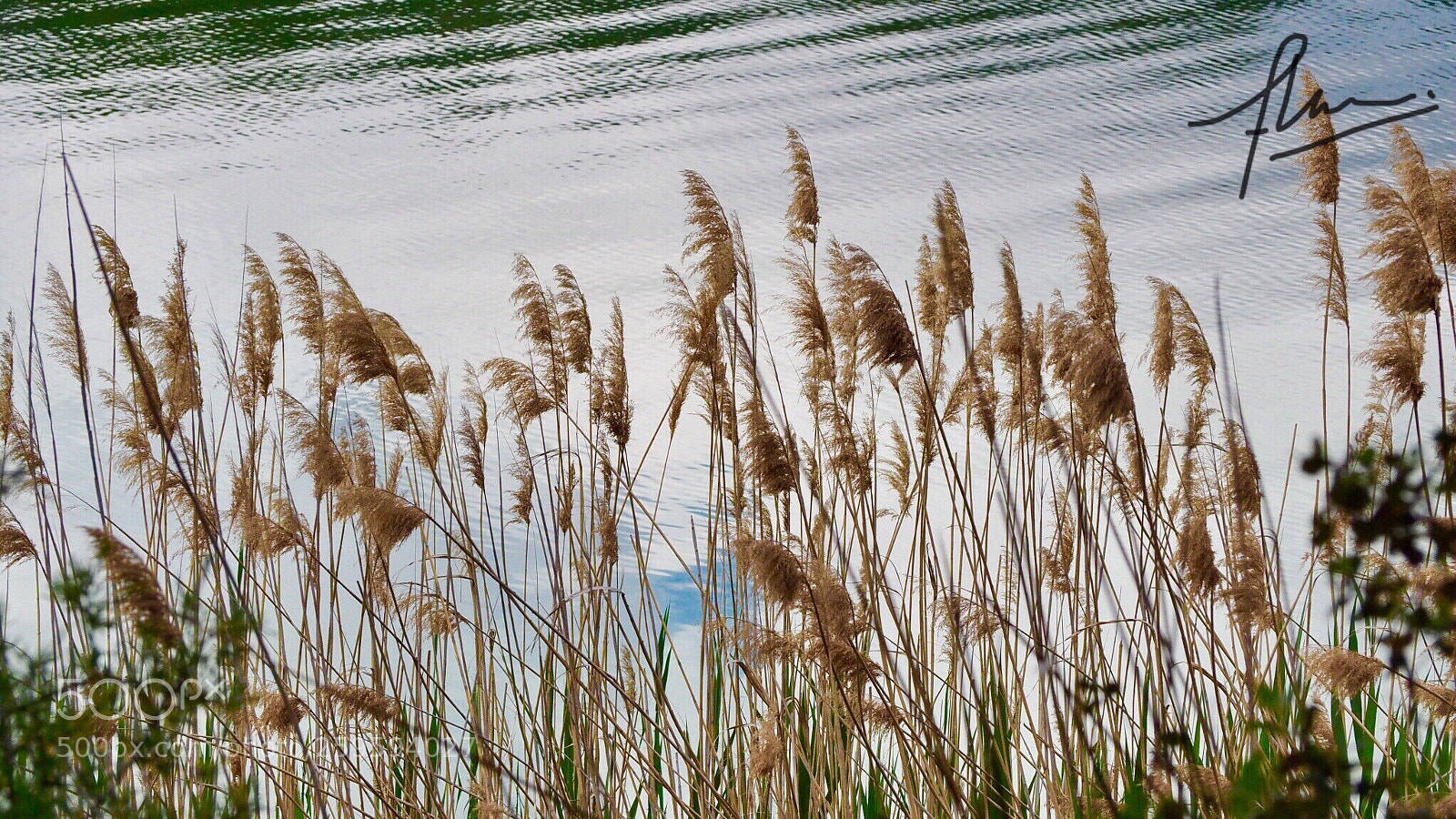 Olympus OM-D E-M10 II sample photo. Juncos photography