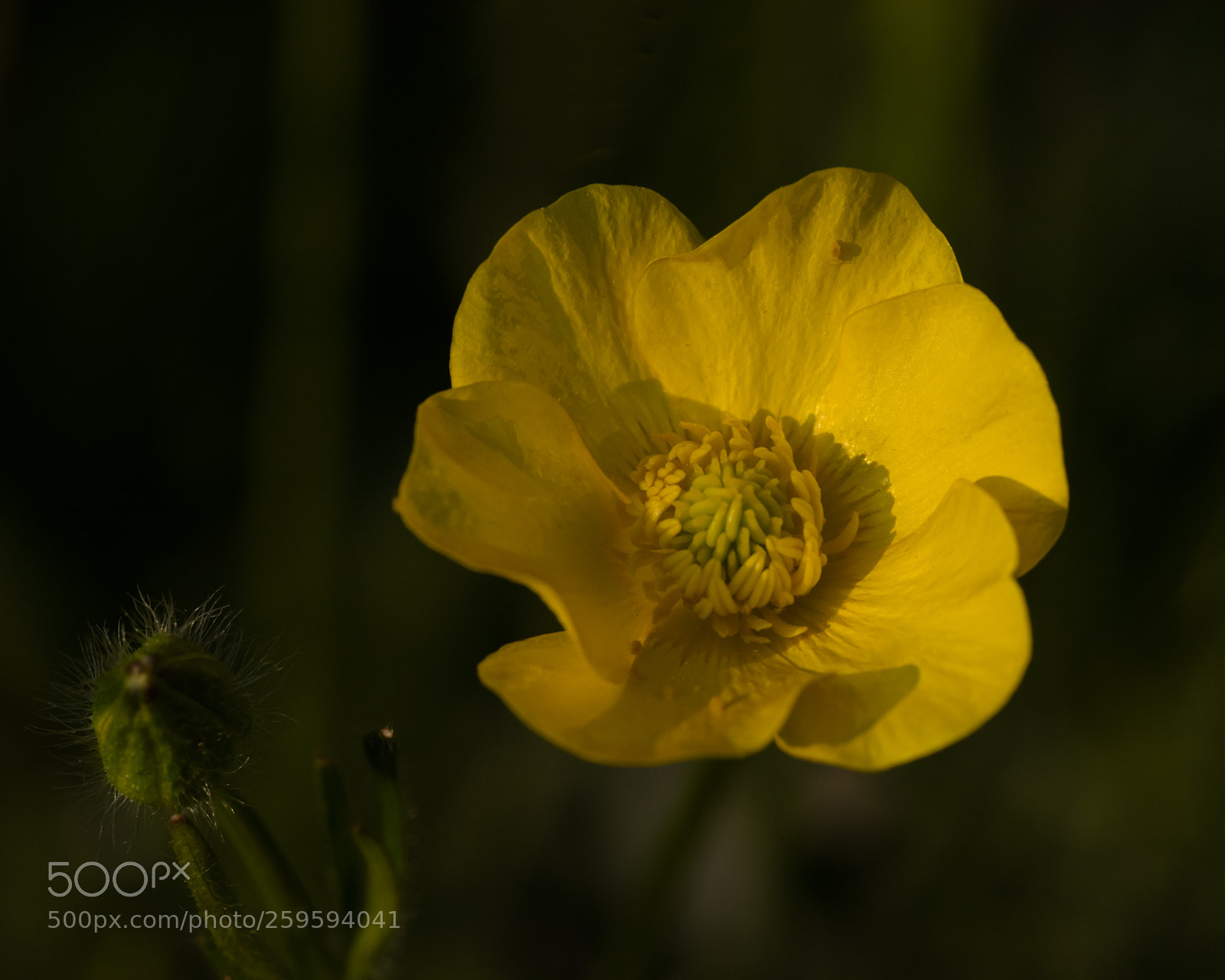 Nikon D810 sample photo. Well disguised visitor photography