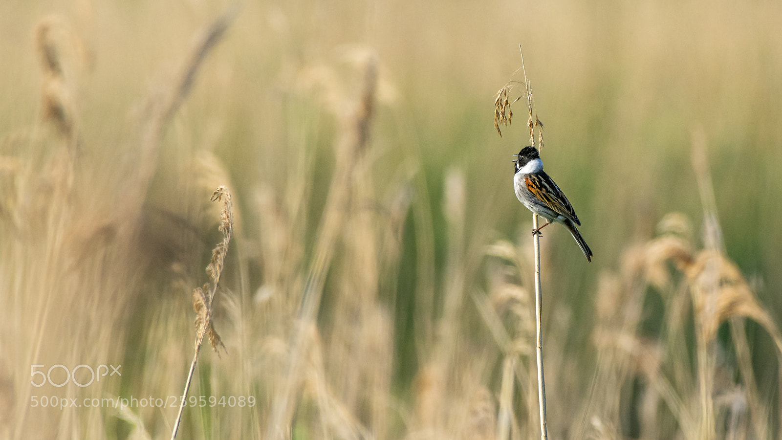 Nikon D7100 sample photo. Male reed bunting calling photography