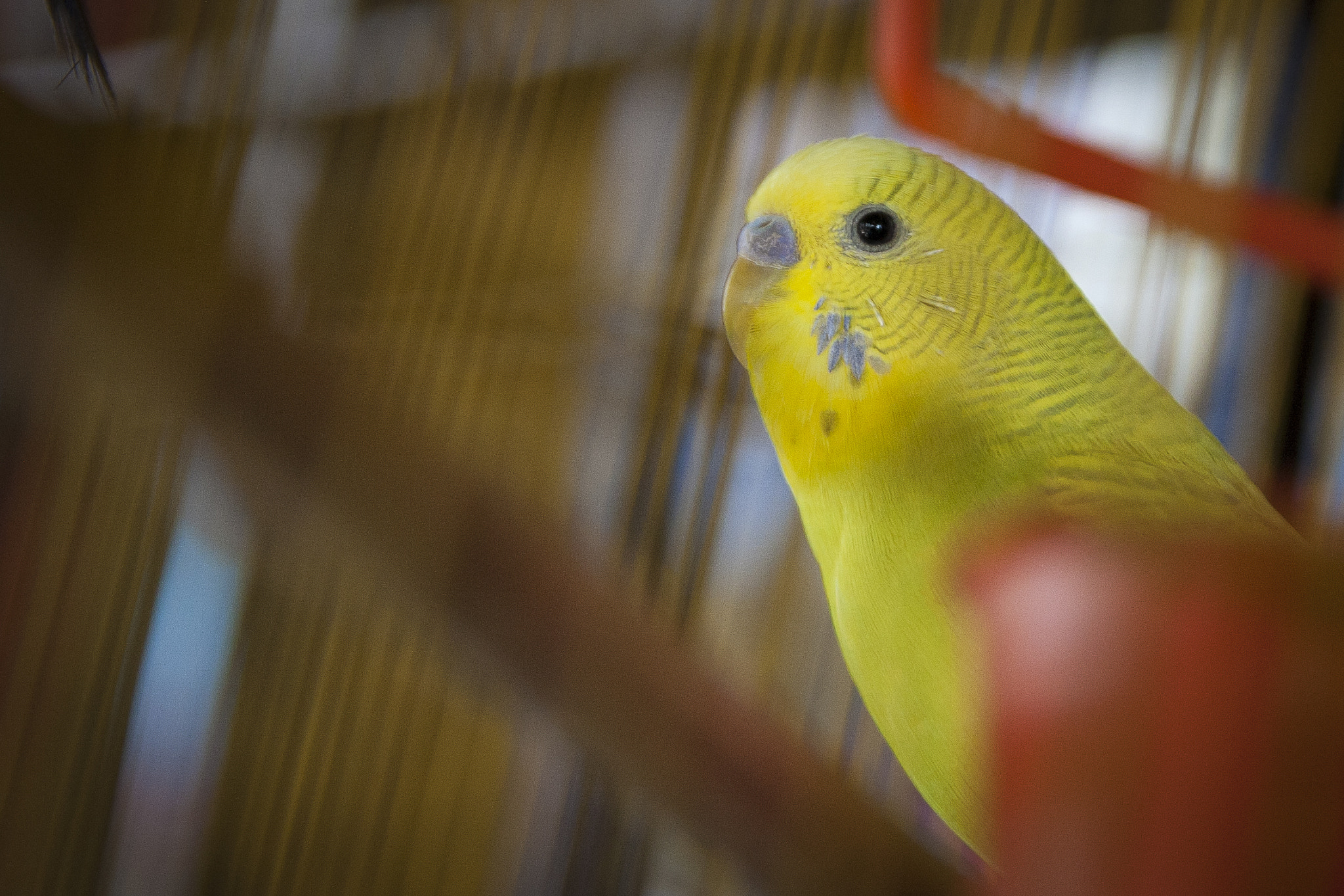 Canon EOS-1D Mark III sample photo. Australian parrots photography