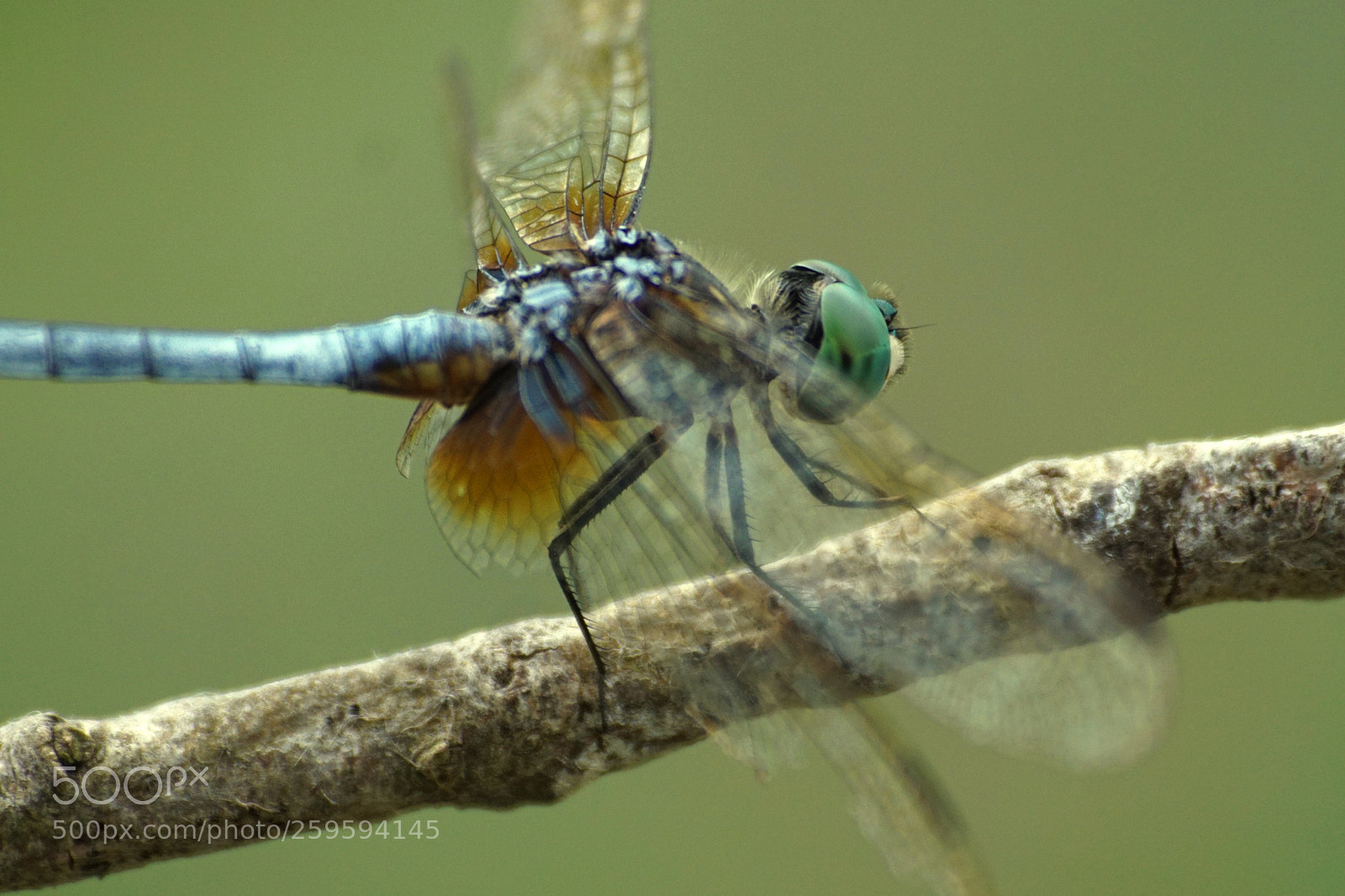 Sony a6000 sample photo. Blue dasher photography