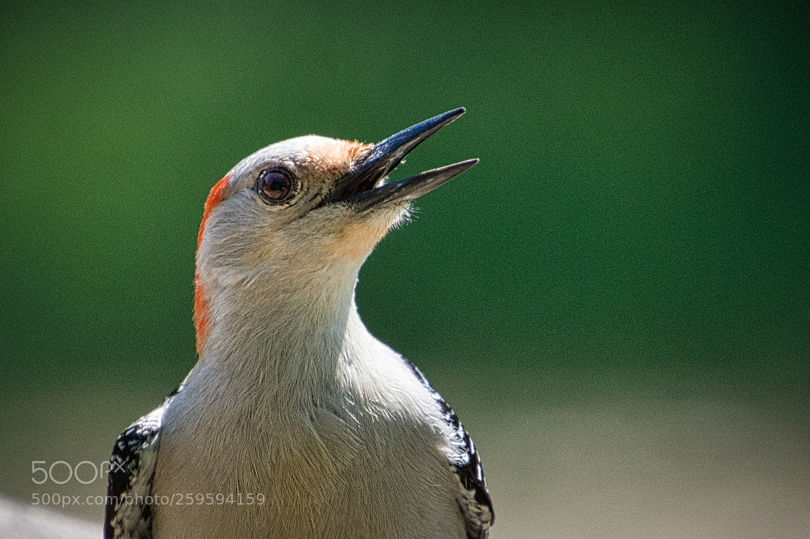 Nikon D7200 sample photo. Just a friendly woodpecker photography