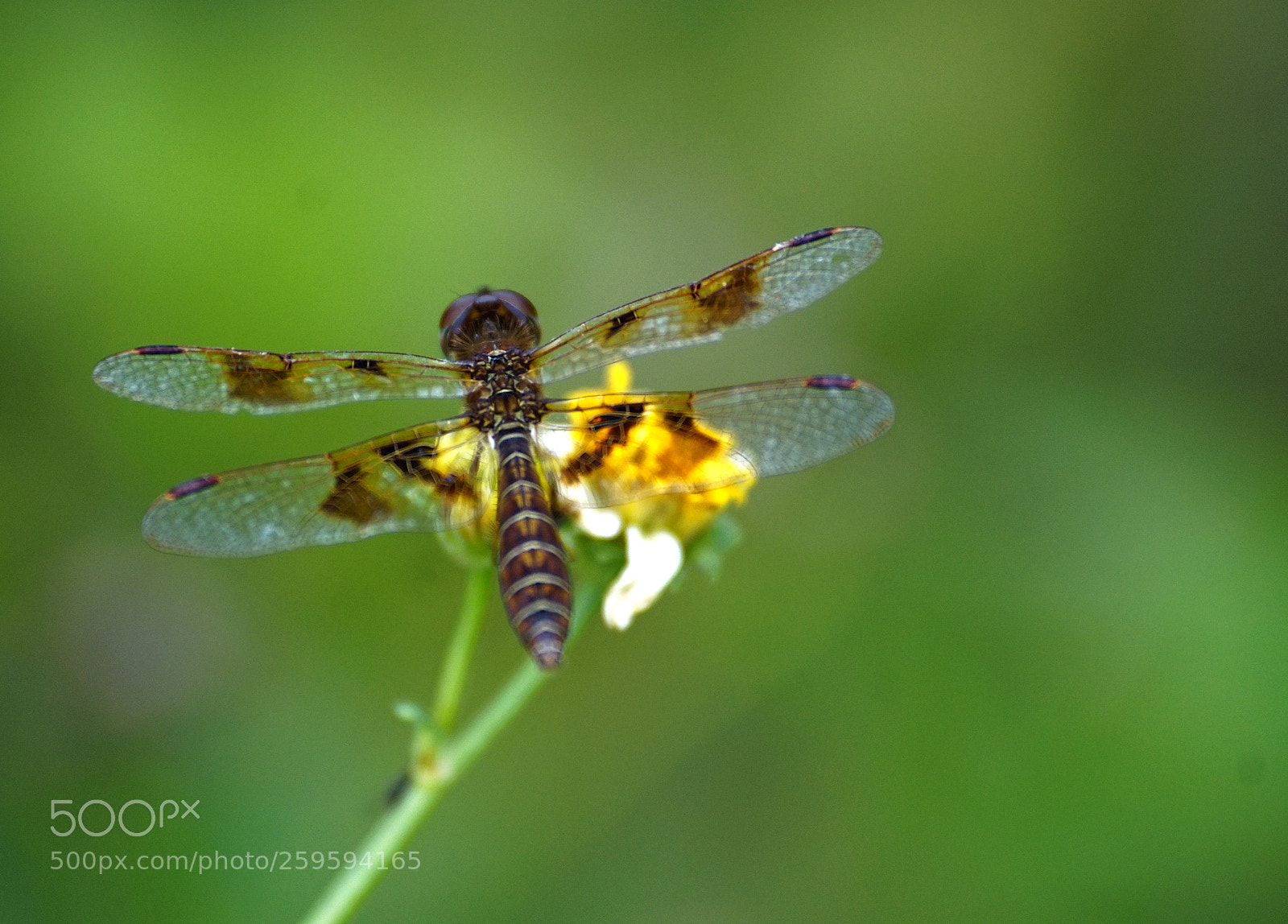 Sony a6000 sample photo. Eastern amberwing photography