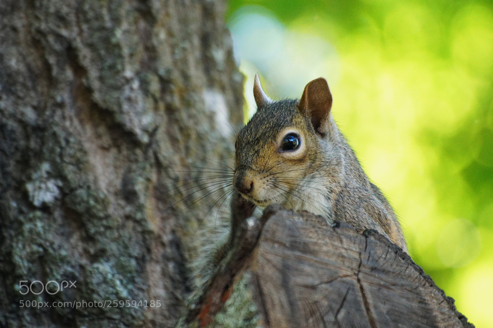 Sony a6000 sample photo. Squirrel photography