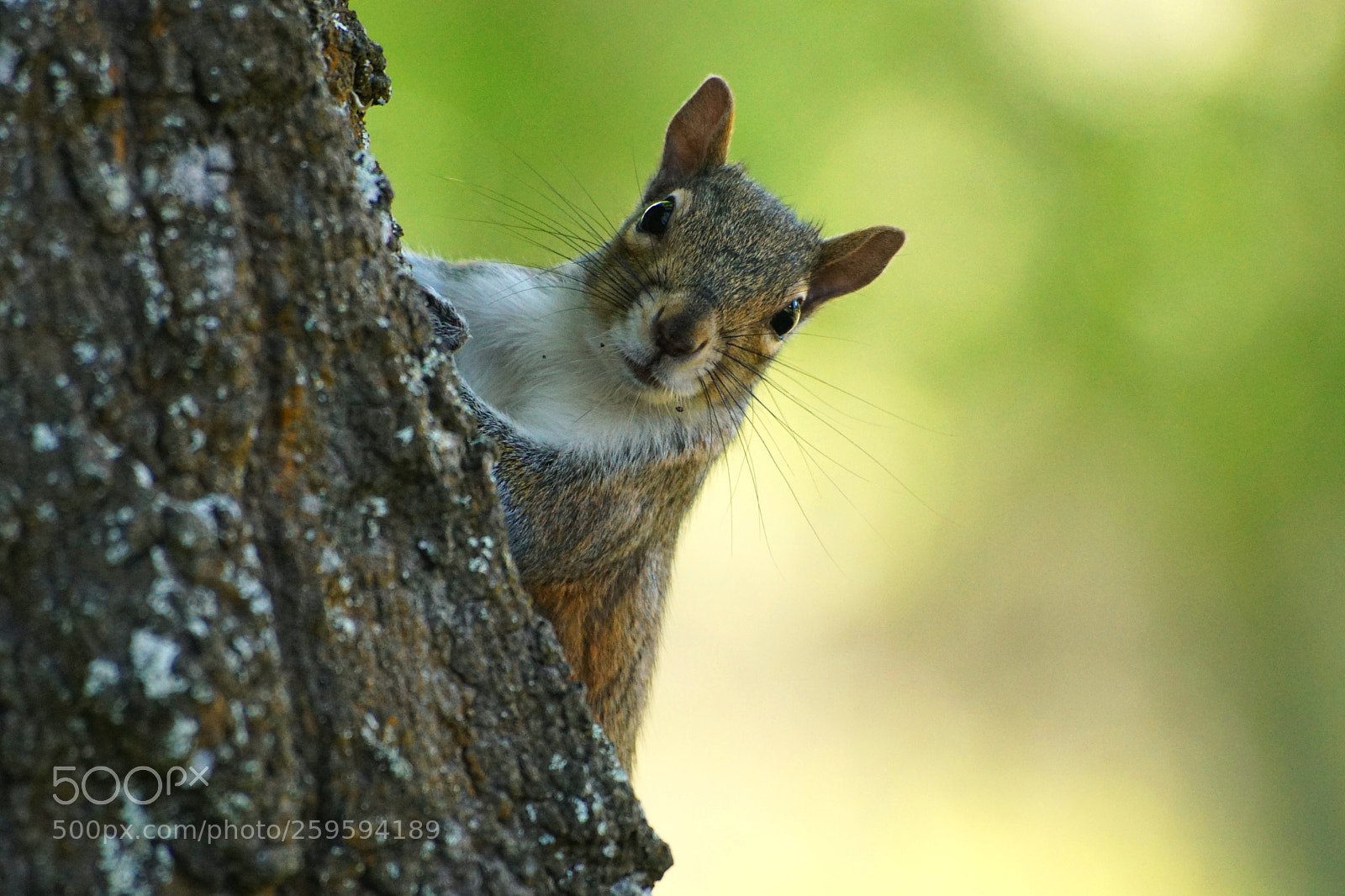 Sony a6000 sample photo. Squirrel photography