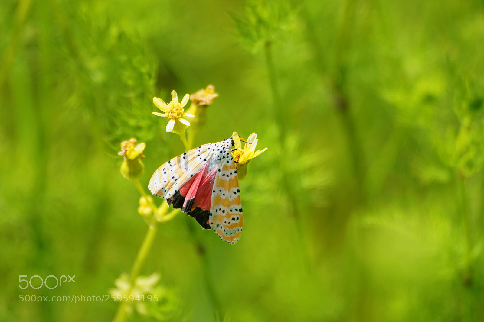Sony a6000 sample photo. Bella moth photography